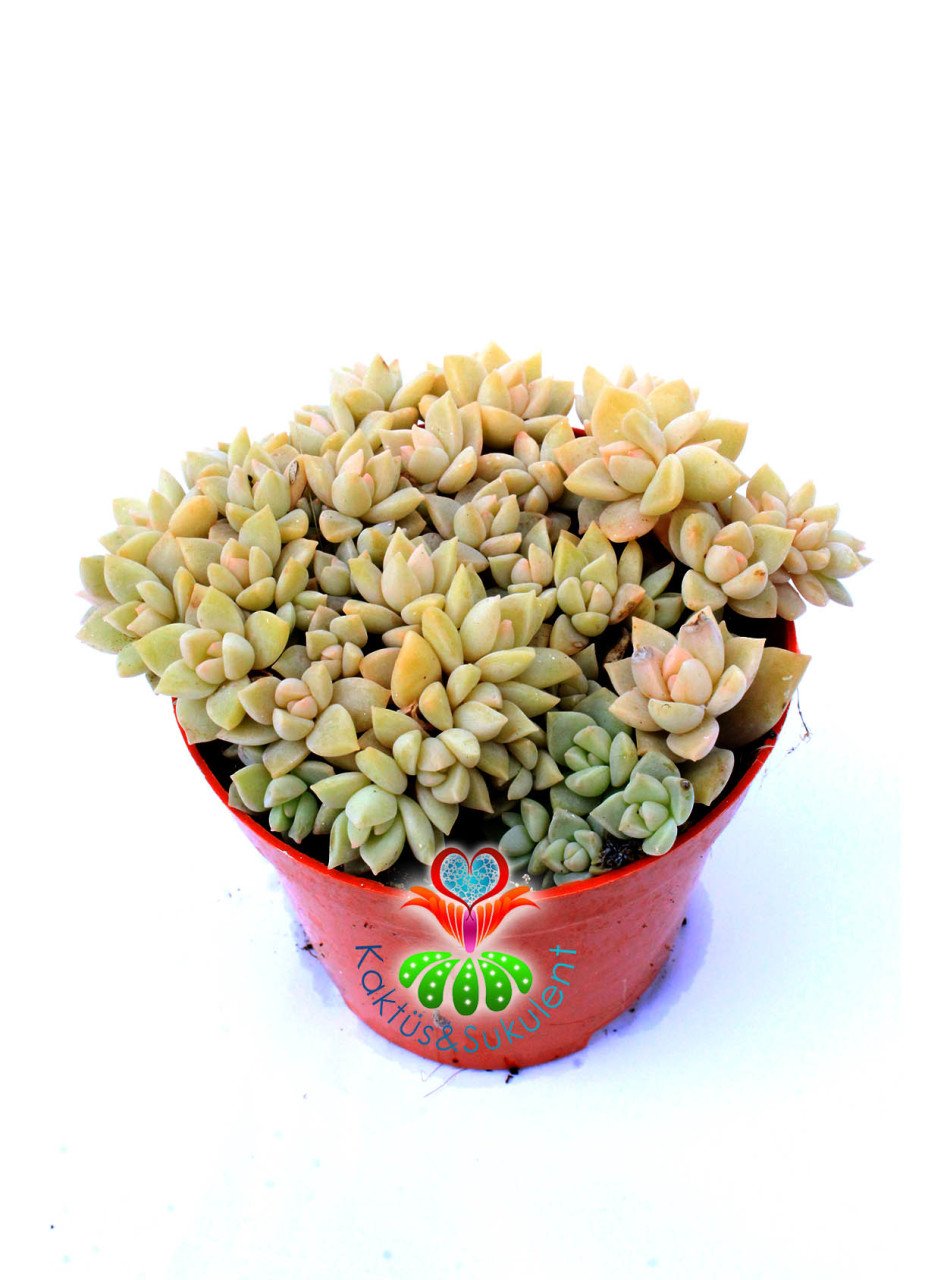 Graptoveria Titubans-Krem-Beyaz Renk Sıradışı Simetrik-8,5 cm saksıda