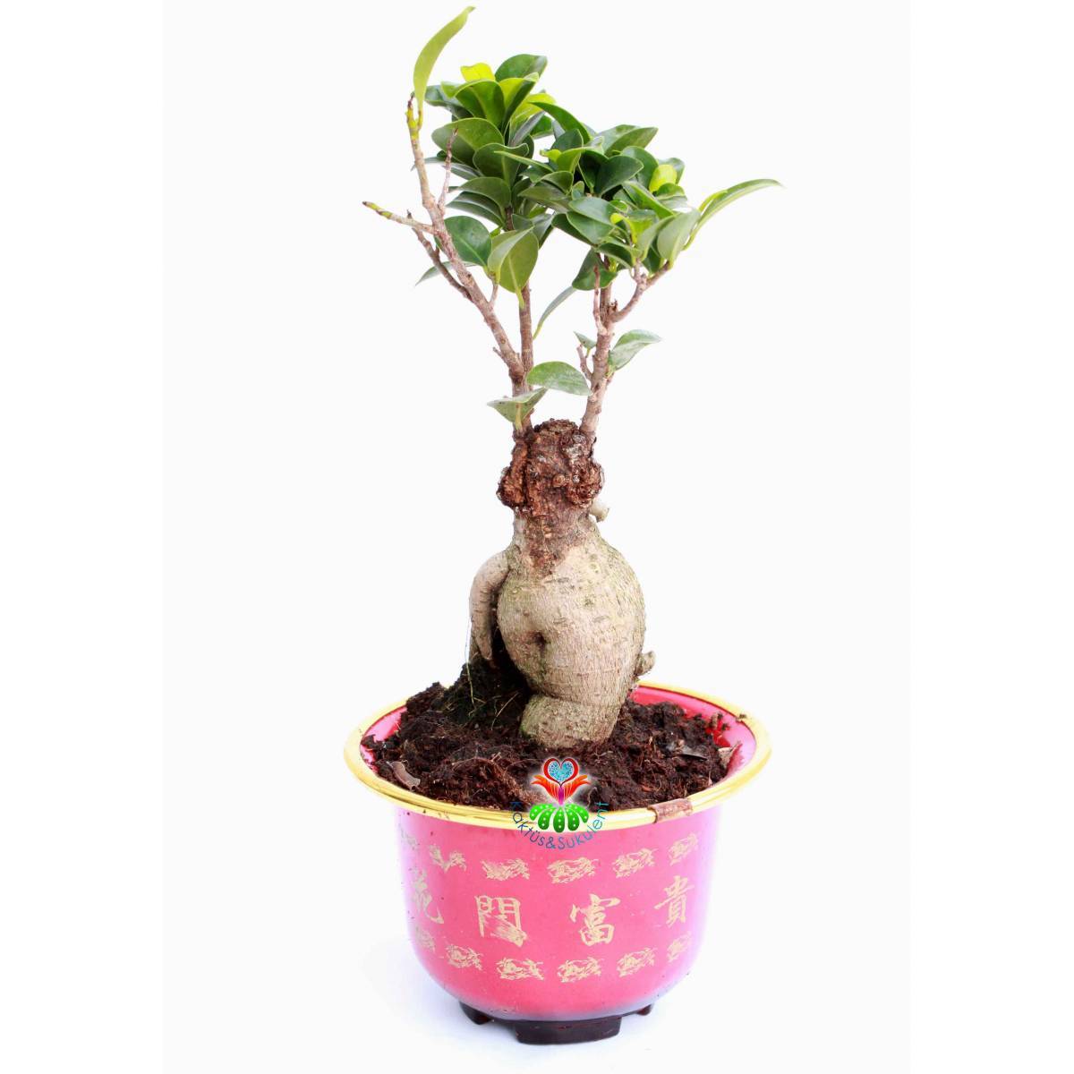 Feng Shui, Ficus Ginseng Bonsai -10 cm Mika Renkli Çin Saksıda-Plant, Sukulent, Hediye, Çiçek, Aşk