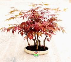 Amerikan Akçaağaç Bonsai - Acer American Maple Bonsai Kırmızı Yapraklı Büyük Boy Bir Saksıda 5 Kök Bonsai