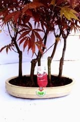 Amerikan Akçaağaç Bonsai - Acer American Maple Bonsai Kırmızı Yapraklı Büyük Boy Bir Saksıda 5 Kök Bonsai