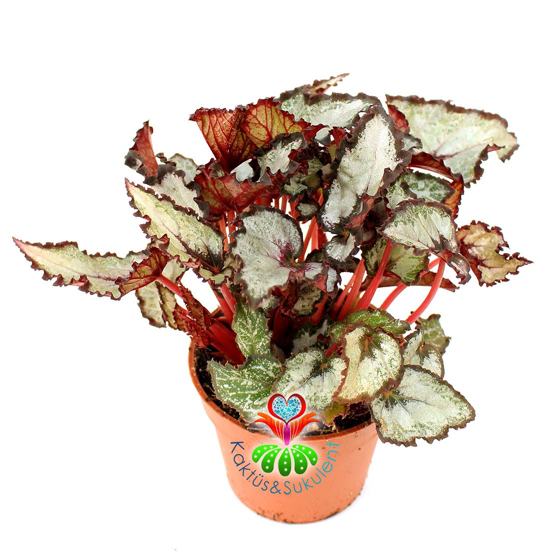 Parlak Gri Renk Yaprak Güzeli Begonya- Begonia Rex- 10,5 cm Saksıda