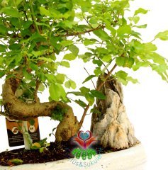 Wisteria Bonsai, Afrika Ağacı Mor Çiçek Açar,Kaya Aranjmanlı Mükemmel Form Büyük Boy Minyatür Ağaç