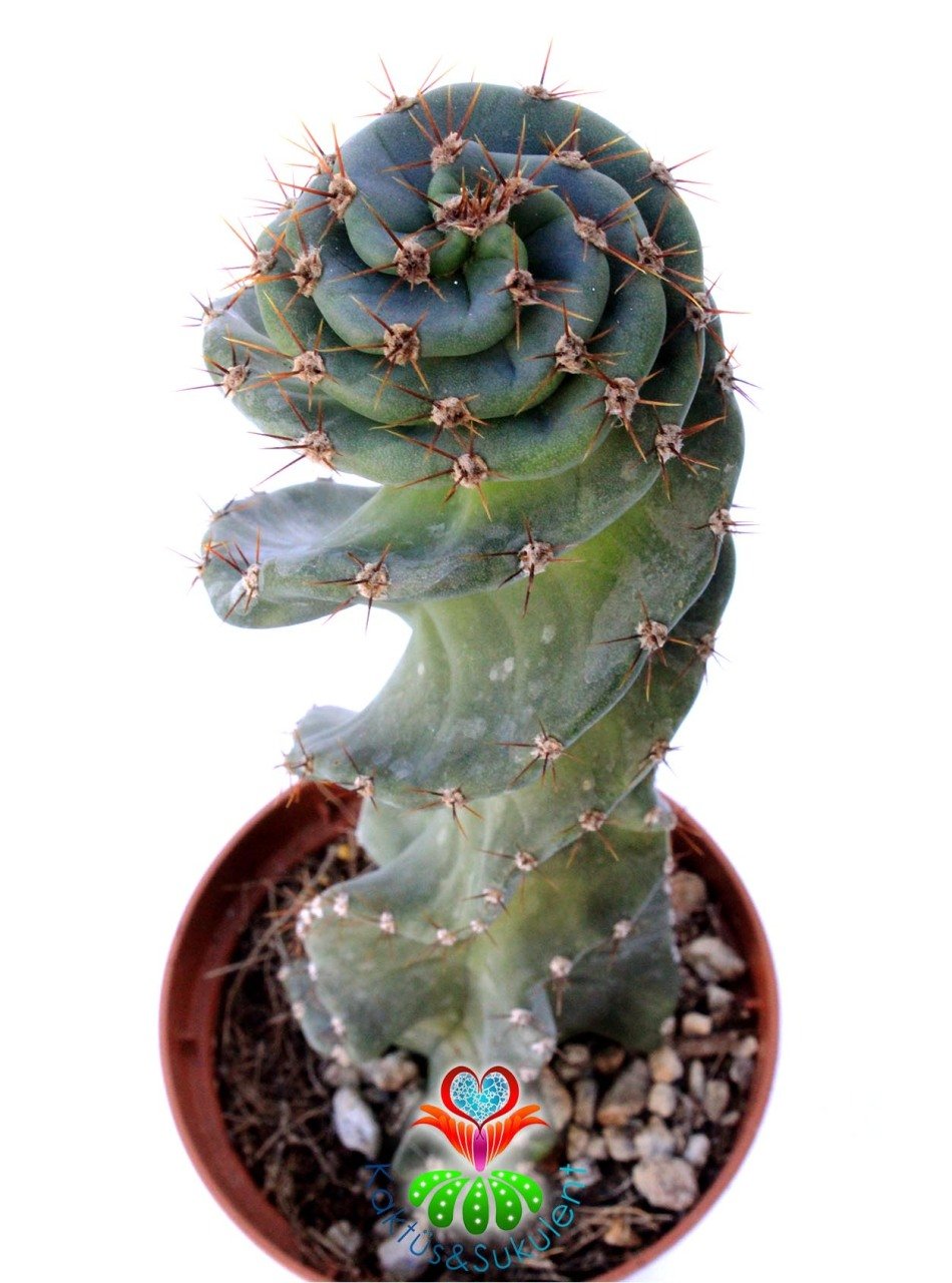 Cereus Forbesii Spiralis -Dönerek Büyüyen Nadir Tür-14 cm Uzunluk 10,5 cm Saksıda