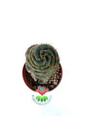 Cereus Forbesii Spiralis -Dönerek Büyüyen Nadir Tür-14 cm Uzunluk 10,5 cm Saksıda