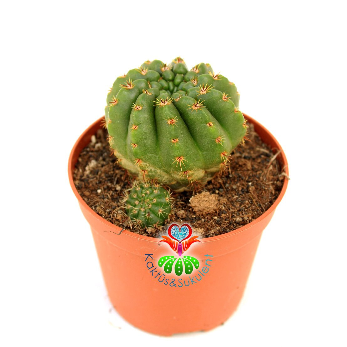 Notocactus Ottonis Tenebrosus- Büyük Sarı Renk Çiçek Açar-8,5 cm Saksıda