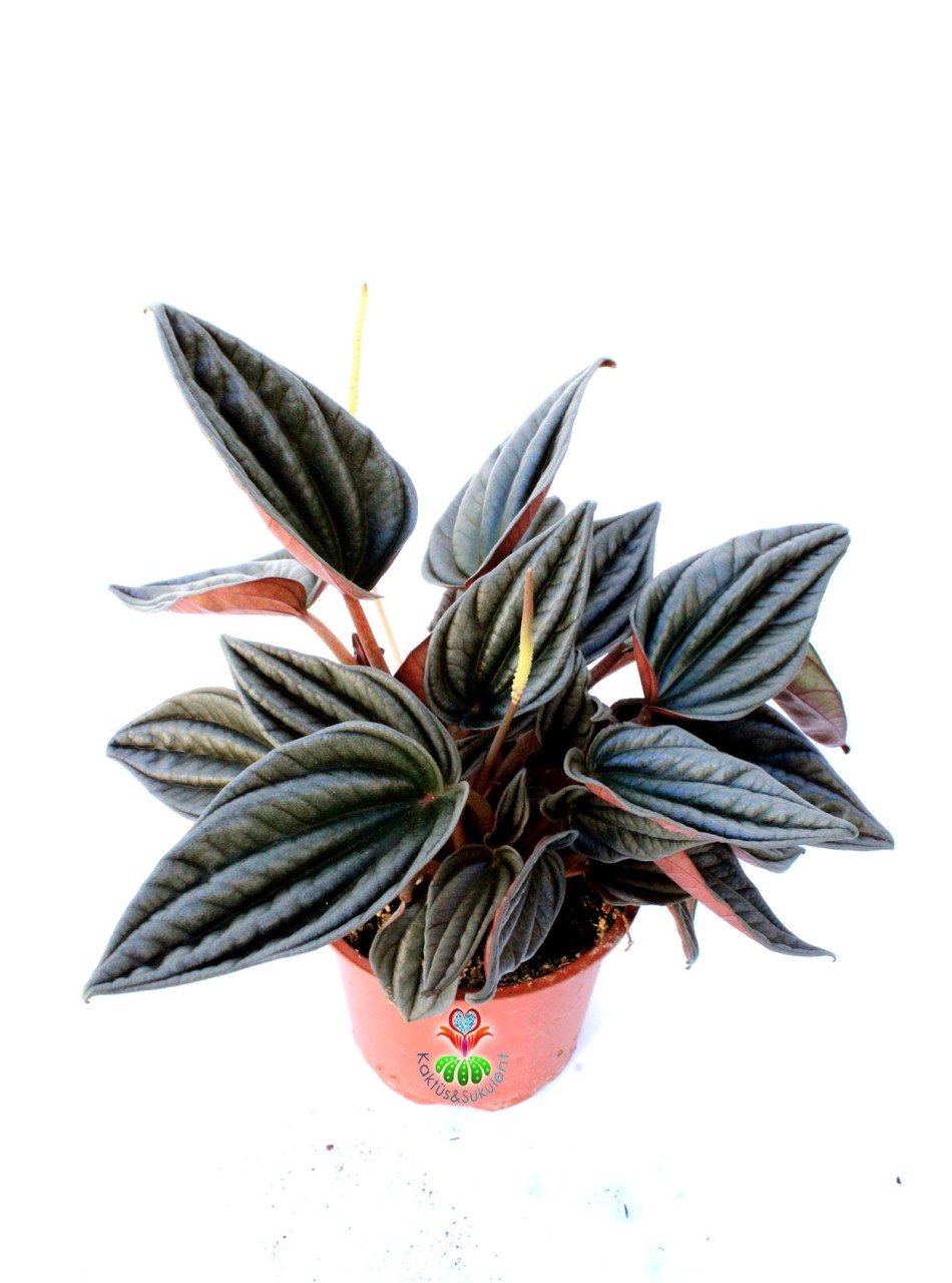 Peperomia Red Canyon 5,5 cm Saksılı Yaprak Güzeli Endemik Bitki