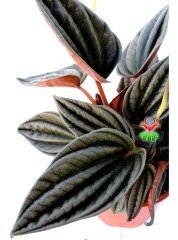 Peperomia Red Canyon 5,5 cm Saksılı Yaprak Güzeli Endemik Bitki