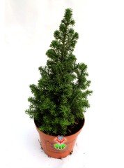 Chamaecypans Mini Çam Ağacı, Elwoodi Yılbaşı Ağacı 8,5 cm Saksıda