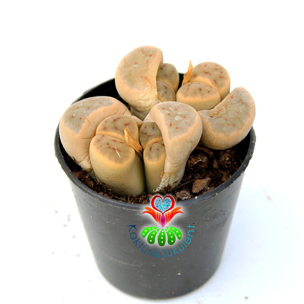 Lithops Brevis -4lü Kırmızı Çizgili Krem Renk Yaşayan Taş Kaktüs-5,5 cm Saksıda