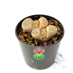 Lithops Dorothea Light-Açık Krem Renk Yaşayan Taş Kaktüs 5,5 cm Saksıda