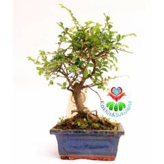 Zelkova Bonsai, Mükemmel Formlu Kalın Gövdeli Minyatür Ağaç-15 cm Mini Boy,Nette En Uygun Fiyat