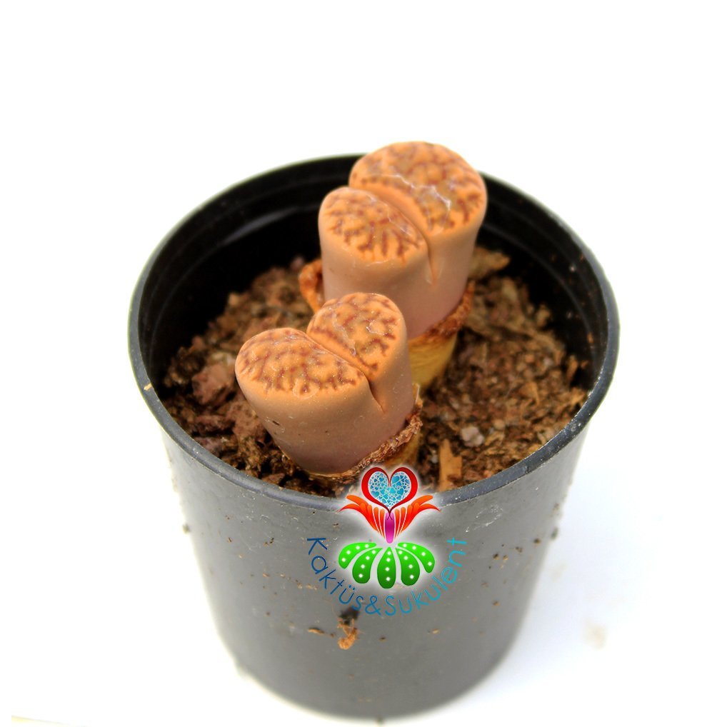 Lithops Sp.-Koyu Kahverengi Yaşayan Taş Kaktüs 5,5 cm SAksıda