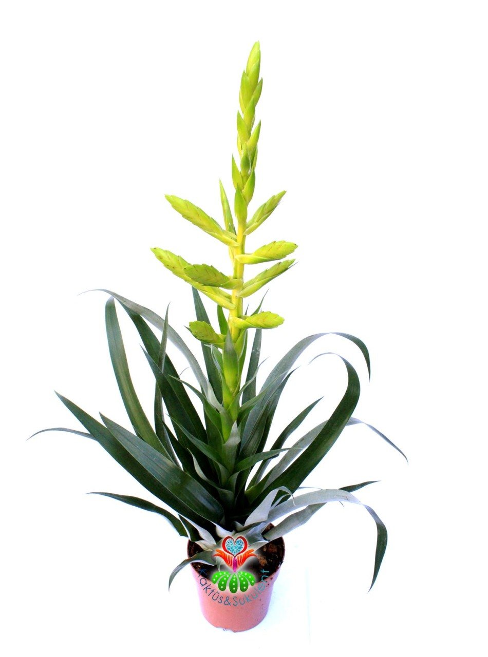 Tillandsia Oerstediana Egzotik Hava Bitkisi 12 cm Saksılı 40+cm Boy