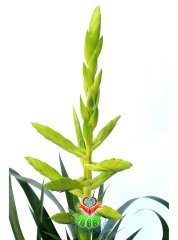 Tillandsia Oerstediana Egzotik Hava Bitkisi 12 cm Saksılı 40+cm Boy