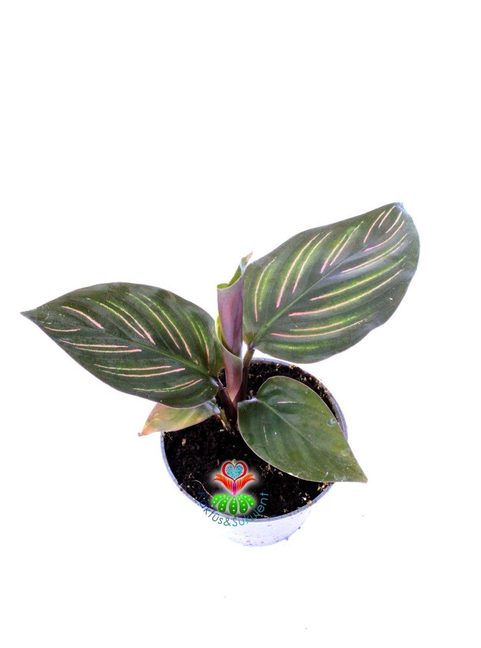 Mini Calathea Beauty Star Yıldız Güzeli-Galetya-Mükemmel Salon, Dua Çiçeği-6 cm Saksılı