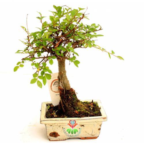 Zelkova Bonsai, Sıradışı Formlu Kalın Gövdeli Minyatür Ağaç-15 cm Mini Boy,Nette En Uygun Fiyat