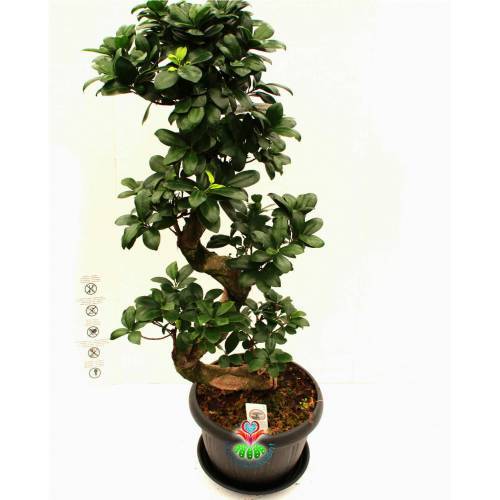 Dev Bonsai, Ficus Microcarpa Ginseng, 100 cm Boyda, Kıvrımlı Şekilli Gövdeli Canlı Bitki, Bonsai