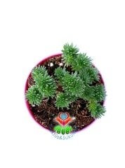Sedum Multiceps Nadir Tür Sukulent 8,5 cm Saksılı Bonsai Bitki