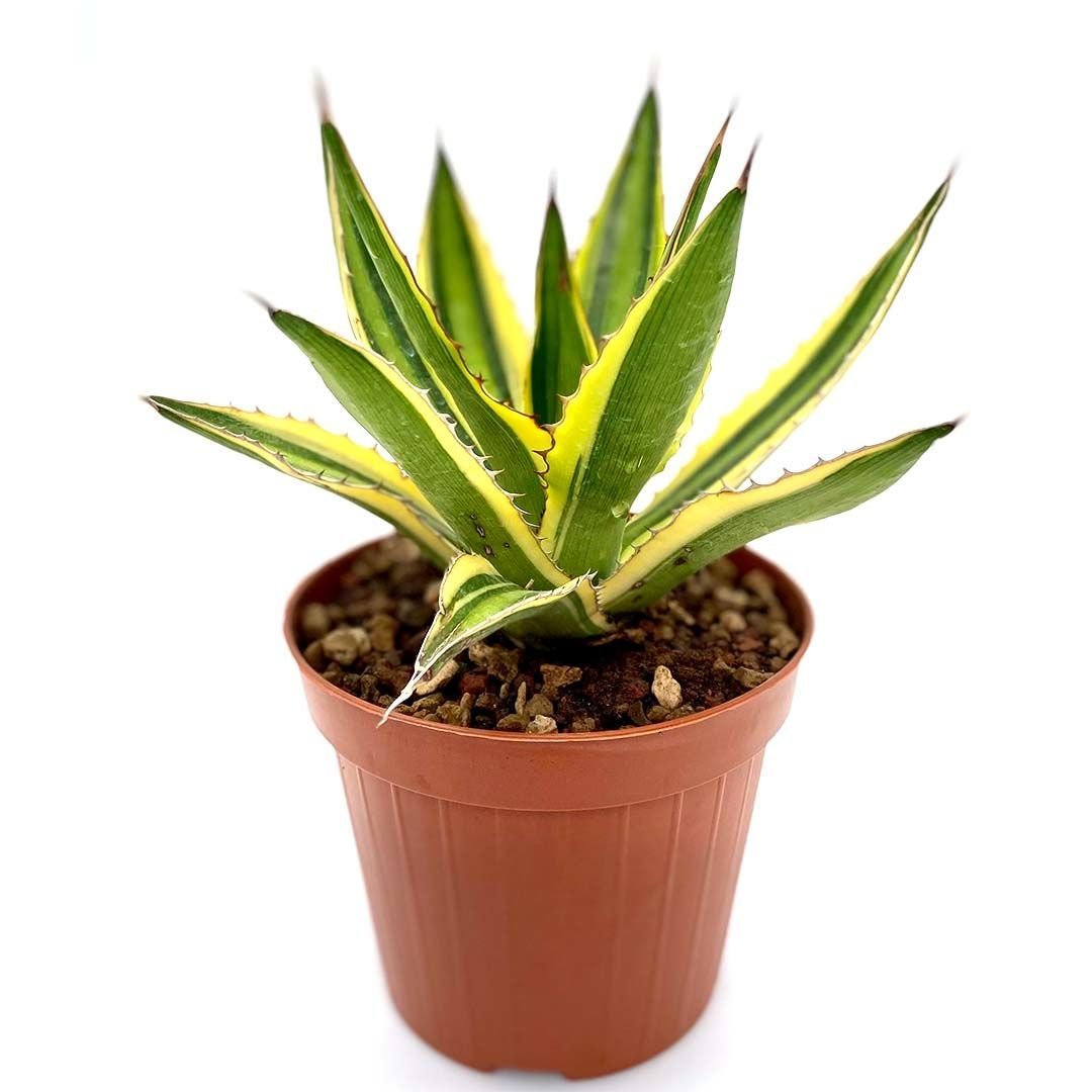 Agave Lophantha-Sarı Renk Kaktüs-8 cm Saksıda-Sabır Otu Çiçeği