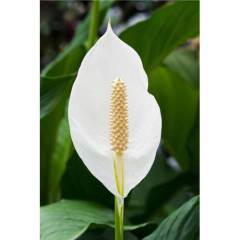 NASA Onaylı Bitki Spathiphyllum - Barış Çiçeği - Yelken Çiçeği - 30 cm Uzunluk-12 cm saksı,Beyaz Çiçeği Üzerinde Çiçek