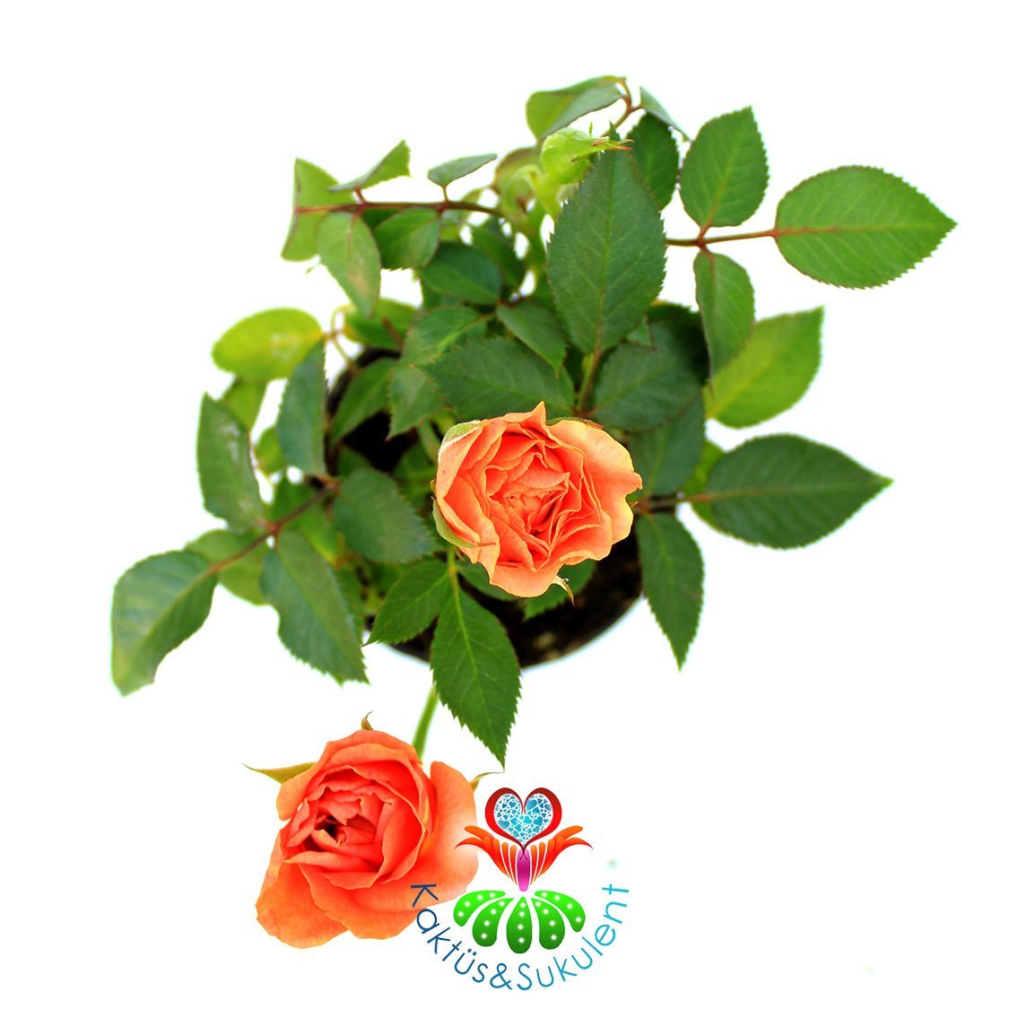 Minyatür Gül-Mini Rose-3 Farklı Renk Seçeneği-5,5cm Saksıda Turuncu