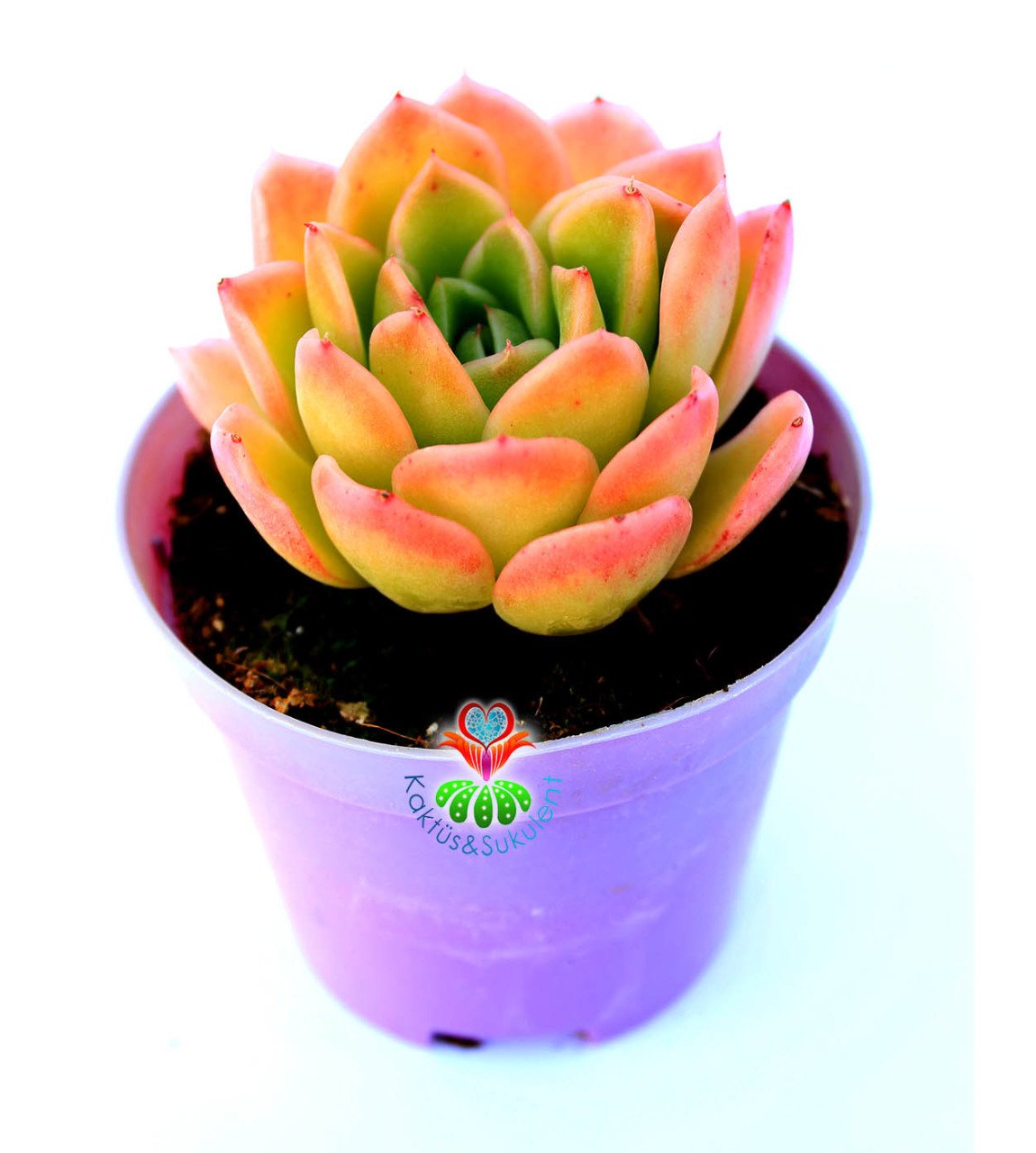 Echeveria 'Lime and Chile' 8,5 cm Saksılı Nadir Tür Renkli Sukulent