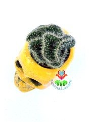 Kuru Kafa Saksıda Zümrüt Beyin- Opuntia Cylindrica Cristata Kaktüs