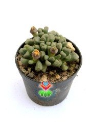 Aloinopsis Schooneesii 6,5 cm Saksılı İngiliz Kraliyet Ödüllü Buz Buz Bitkisi 