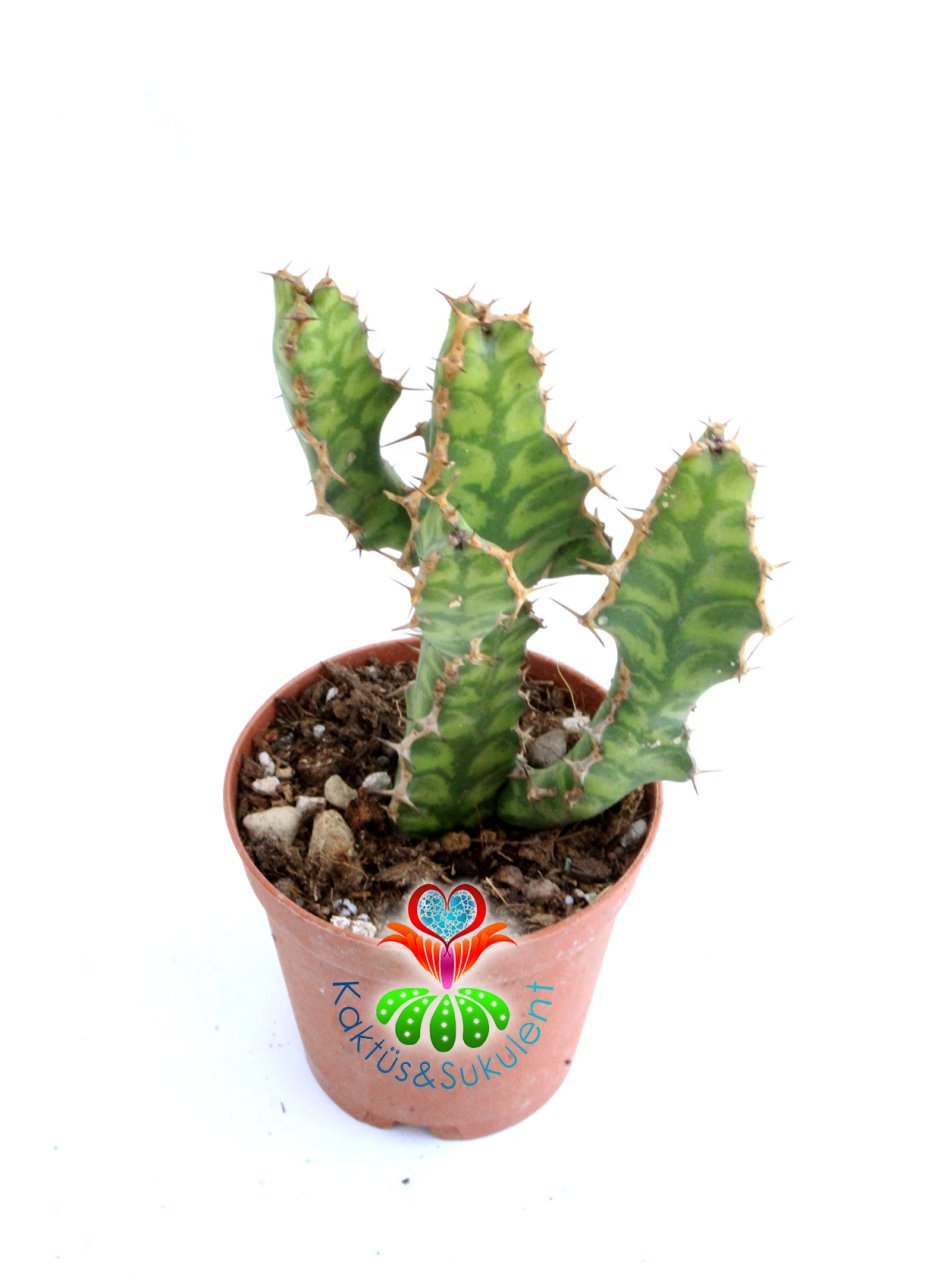 Euphorbia Pseudcactus (Candelabra Spurge) Desen Dokulu Nadir Tür 8 cm Saksılı Nadir Tür