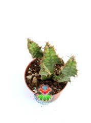 Euphorbia Pseudcactus (Candelabra Spurge) Desen Dokulu Nadir Tür 8 cm Saksılı Nadir Tür