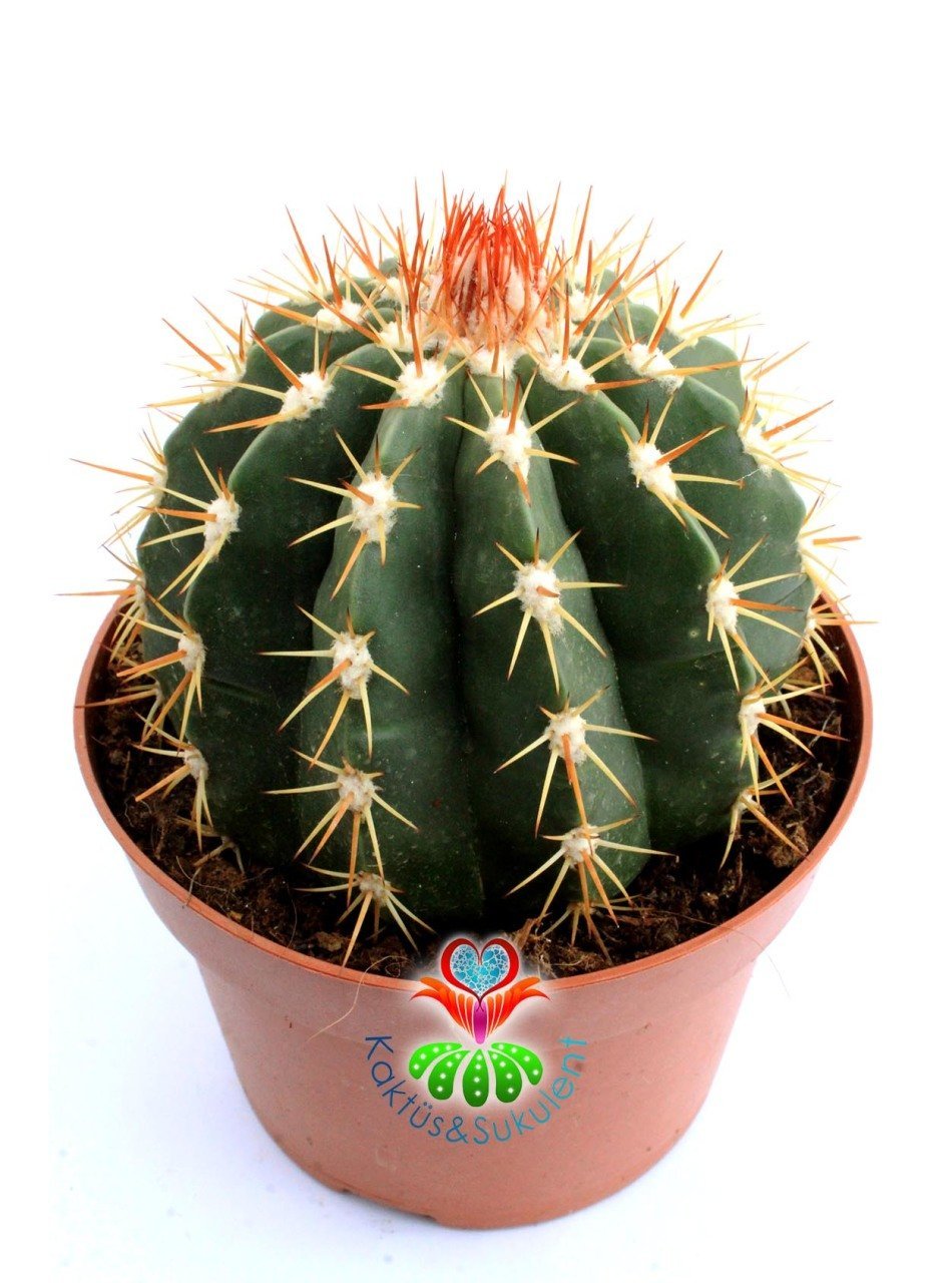 Melocactus Caesius -Beyaz Şapkalı Özel Tür Kaktüs-12 cm Saksıda