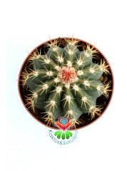 Melocactus Caesius -Beyaz Şapkalı Özel Tür Kaktüs-12 cm Saksıda