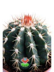 Melocactus Caesius -Beyaz Şapkalı Özel Tür Kaktüs-12 cm Saksıda