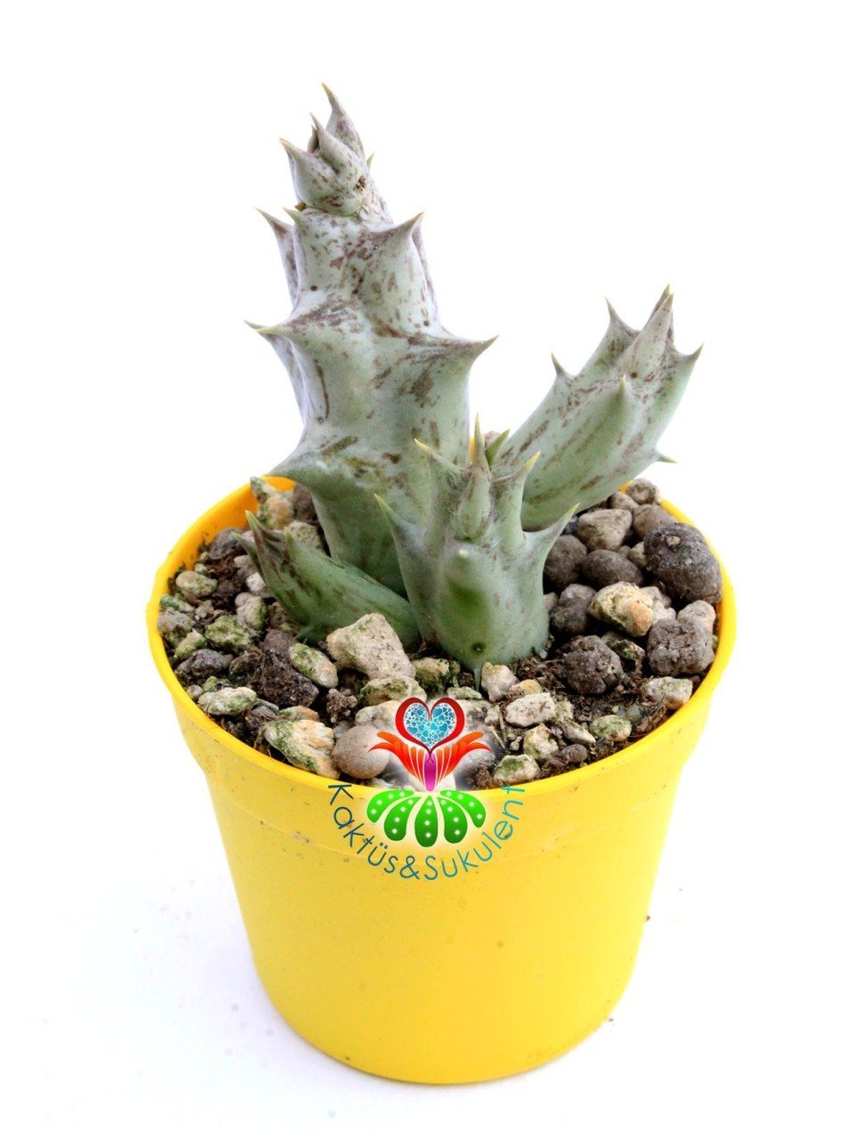 Caralluma Hesperidum Nadir Tür 5,5 cm Saksılı