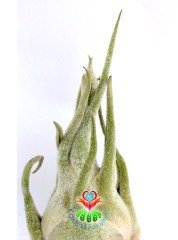 Tillandsia Seleriana, 12x6 cm Gövdeli Nadir Tür Hava Bitkisi