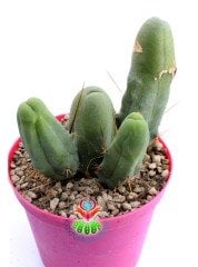 Trichocereus Bridgesii f. Monstruosus 'Penis Plant'-Sıradışı Formlu Koleksiyonluk Kaktüs-12 cm Saksıda