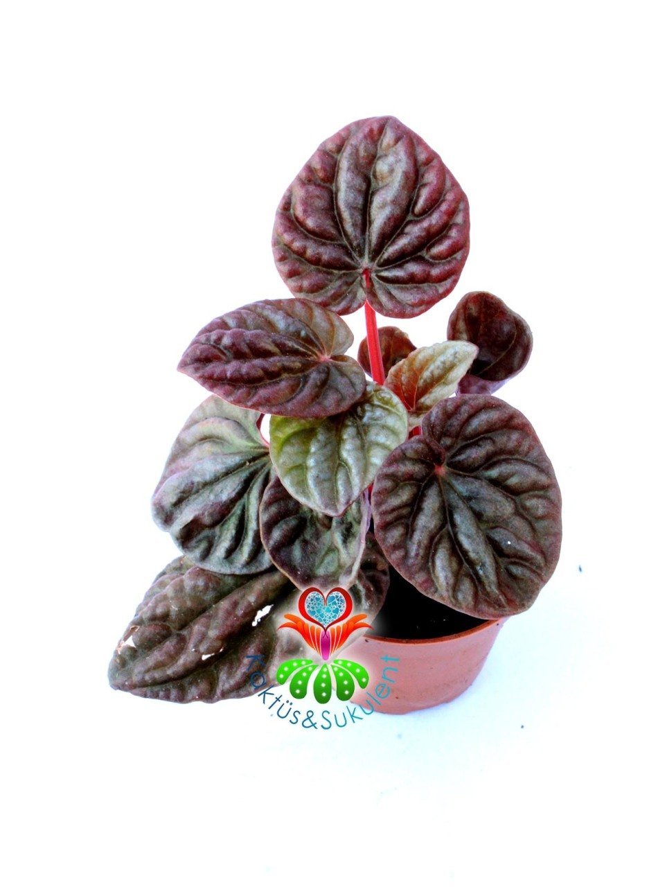 Peperomia Red Luna 8,5 cm Saksılı Kırmızı Renk Yapraklı