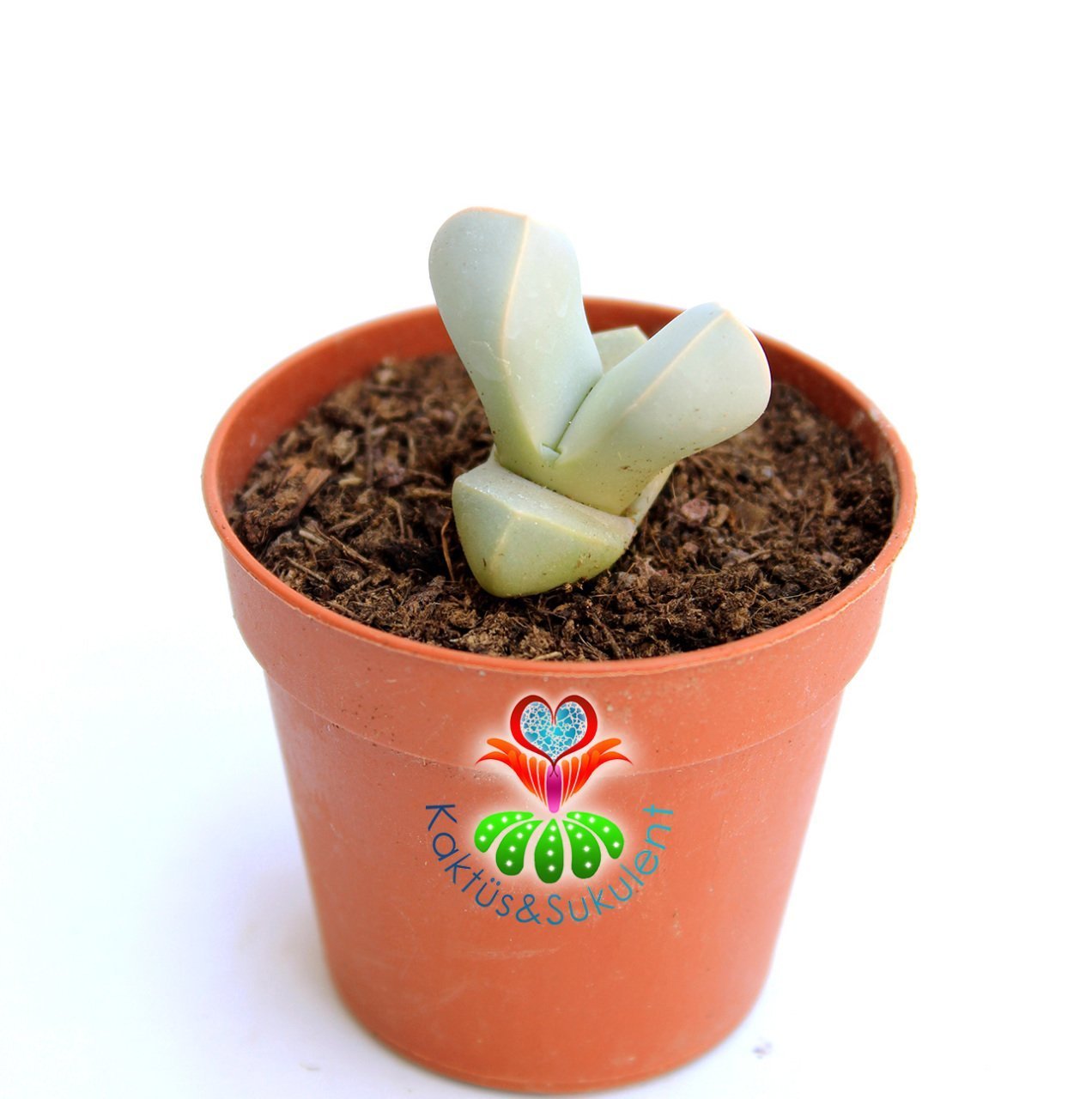 Lapidaria Margaretae -Beyaz Renk -5,5 cm Saksıda -Sıradışı Yaşayan Taş Kaktüs-Sarı Renk Çiçek Açar