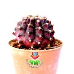 Gymnocalycium Mihanovichii  T- Lux 700 5,5 cm Saksılı Nadir Tür