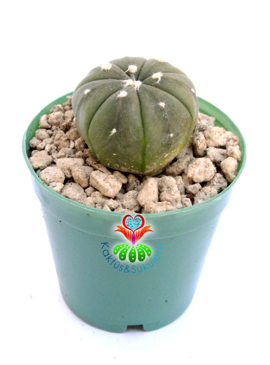 Astrophytum Asterias Nudum -5,5 cm Saksıda Çok Nadir Tür Koleksiyonluk