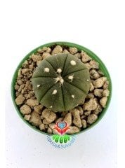 Astrophytum Asterias Nudum -5,5 cm Saksıda Çok Nadir Tür Koleksiyonluk