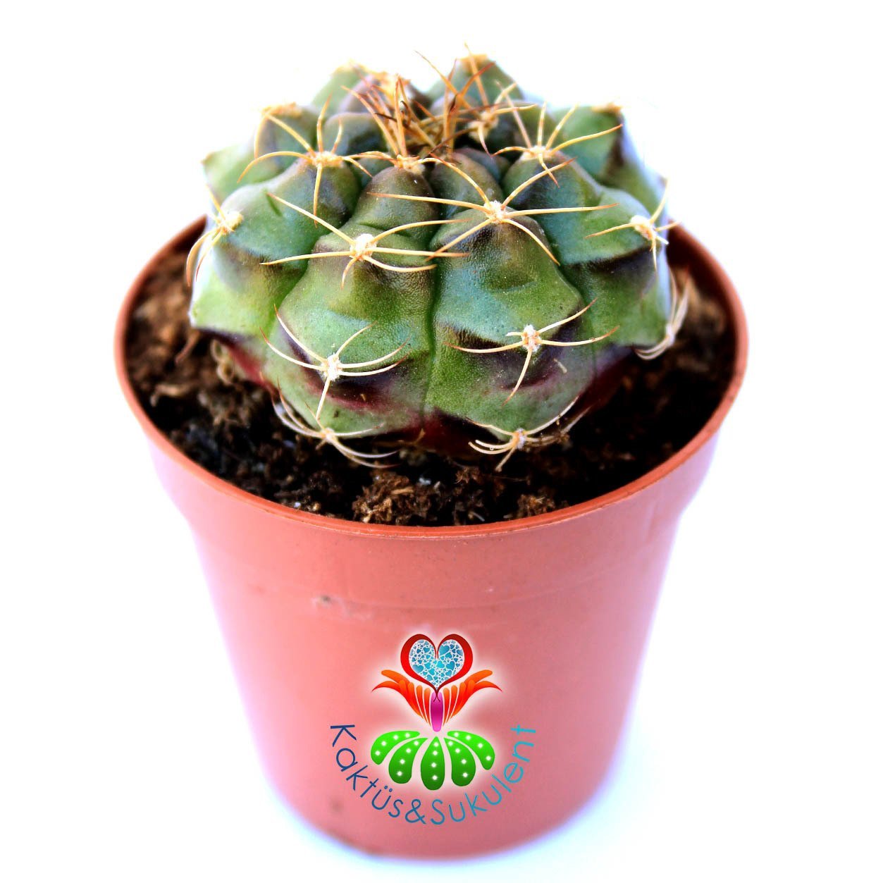 Gymnocalycium Damsii var. Rotundulum 5,5 cm Saksılı Nadir Tür