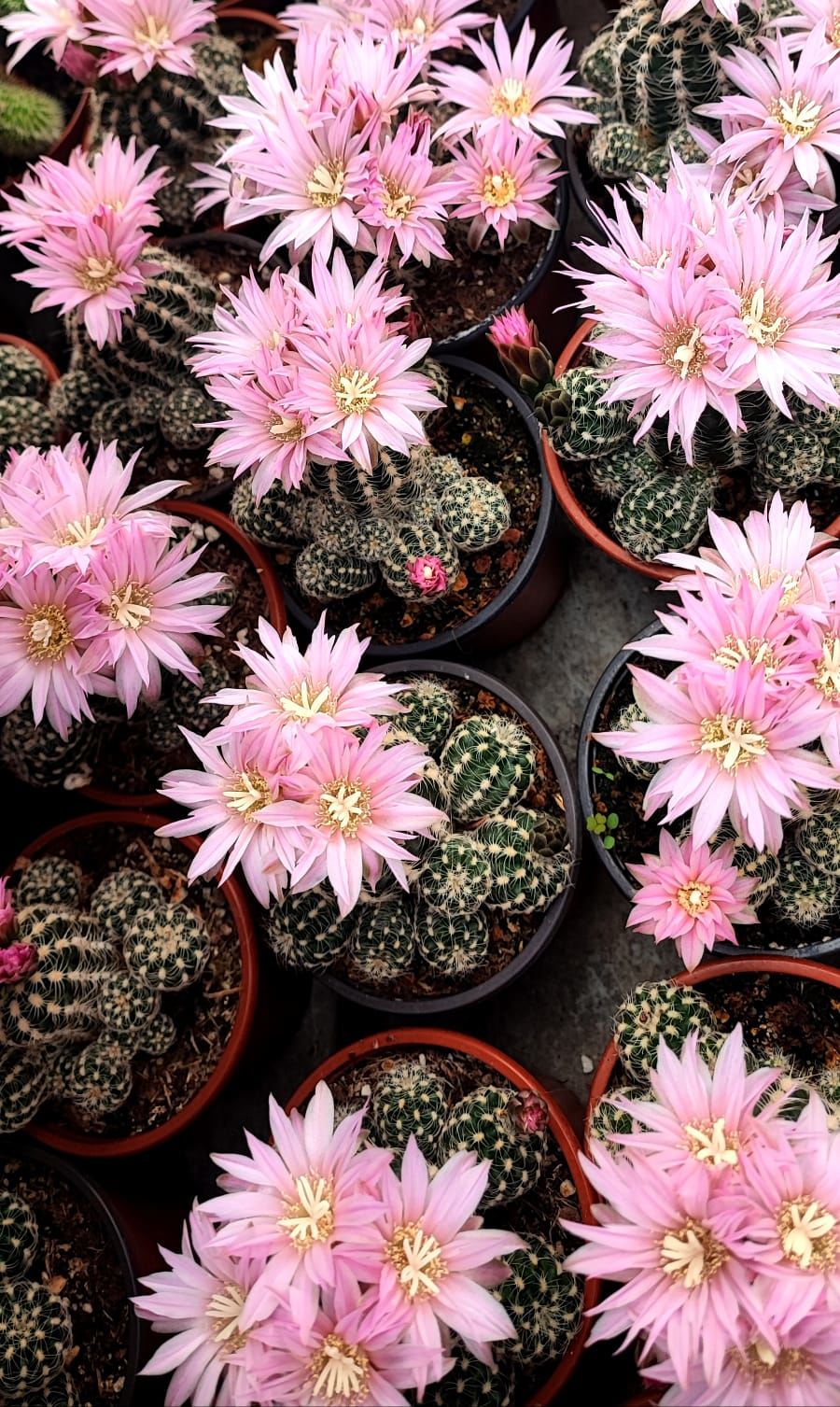 Kaktüs,Gymnocalycium Bruchii var. Niveum-Açık Pembe Renk Çiçek Açar-Yumuşak Dikenli-8,5 cm Saksıda