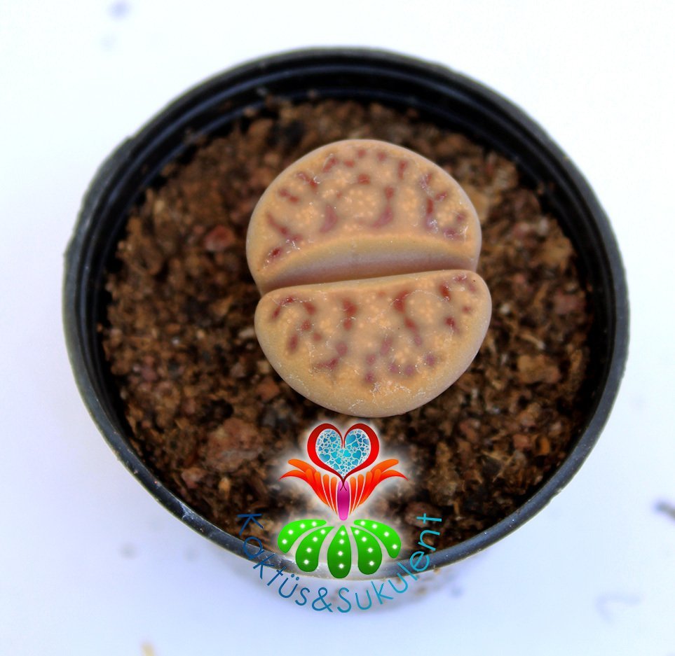 Lithops Dorotheae Red-Krem Renk -5,5 cm Saksıda -Yaşayan Taş Kaktüs-Altıntaş-Sarı Renk Çiçek Açar