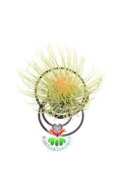 TILLANDSIA FİLİFOLLİA-Hava Bitkisi-Köksüz Yaşar-Air Plant-Mükemmel Form-7 cm Büyük