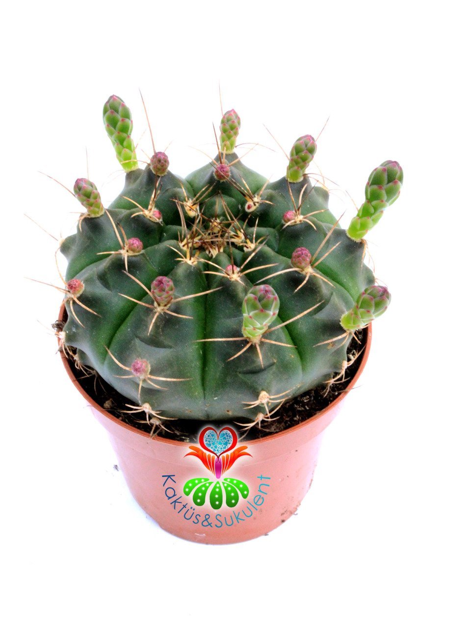 Gymnocalycium Mihanovichii Green 8 cm Saksıda Bol Çiçek Açan Kaktüs