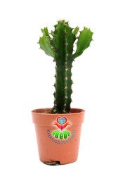 Euphorbia Ingens-Mükemmel Form Dev Boylara Ulaşan Kaktüs -5,5 cm Saksıda