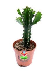 Euphorbia Ingens-Mükemmel Form Dev Boylara Ulaşan Kaktüs -5,5 cm Saksıda