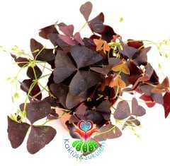 Uyku Çiçeği - Mor Yonca- Oxalis Triangularis -Süs Yoncası 10,5 cm Saksıda -30 cm Uzunluk