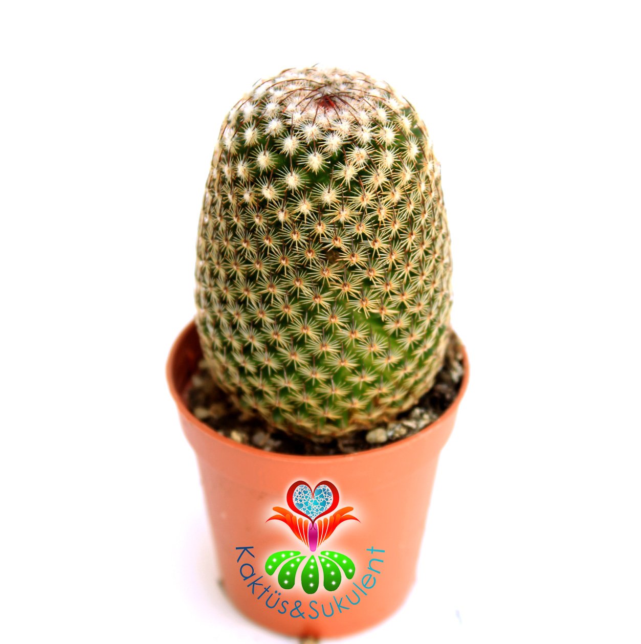 Kaktüs,Mammillaria Brauneana -Dikey Dikenli Ele Batmaz- 1.Sınıf-5,5 cm Saksıda-
